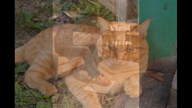 поздравление с 23 февраля смотреть онлайн