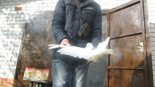 Мелитопольские голуби . Обзор гонной голубятни. Белые и мурые голуби. смотреть онлайн