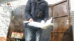 Мелитопольские голуби . Обзор гонной голубятни. Белые и мурые голуби.