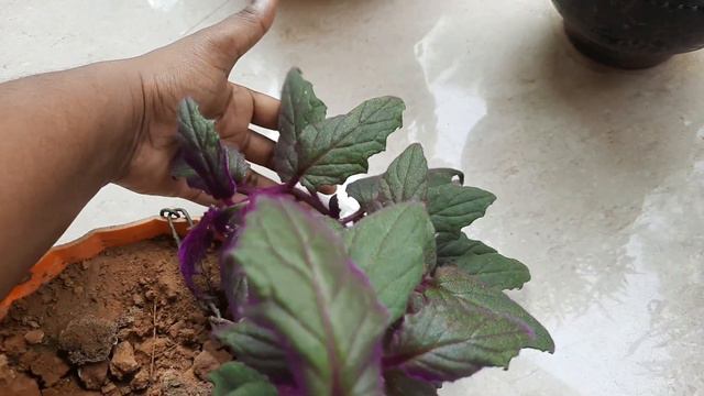 Purple Passion Plant/Gynura/വെൽവെറ്റ് പ്ലാന്റ് смотреть онлайн