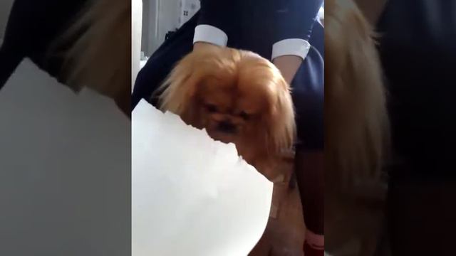 Тёма, дай косточку? смотреть онлайн