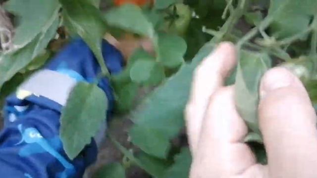 Самый мясистый сорт помидоров. смотреть онлайн