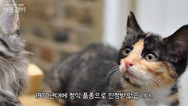 가장 큰 고양이 TOP10 | Top 10 largest cat breeds in the world | 고양이 랭킹 | 고양이 순위 смотреть онлайн