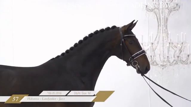 2.5yO stallion NOBILISYADE NVDW (Habanna x Landjonker x Jazz) OLDBG Hauptkörung video (25Oct2020-1) смотреть онлайн