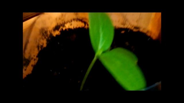 Огурцы "Балконный хрустик" смотреть онлайн