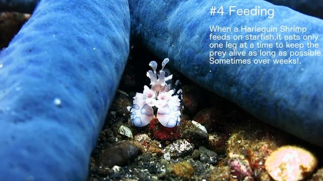 5 FACTS about Harlequin Shrimp смотреть онлайн