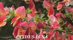 CYTISUS BOSKOOP RUBY