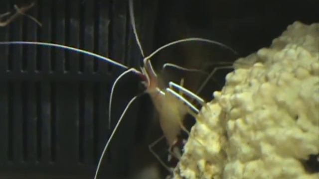 *NEW* -- Salt Water TANK! смотреть онлайн