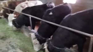 Откорм быков, советую в этом году держать быков на откорме.