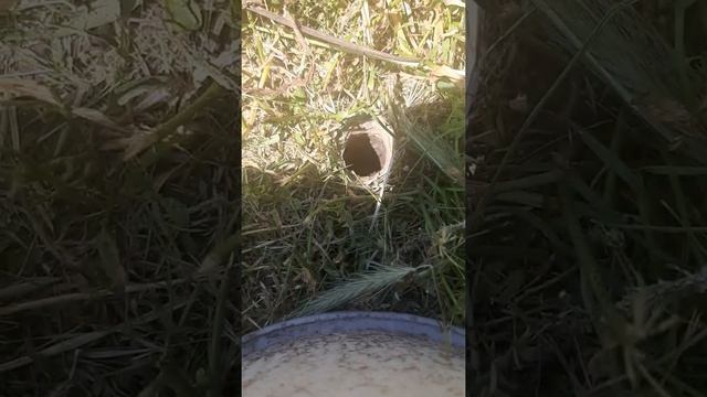 Тарантулы, может живут и в вашем дворе?