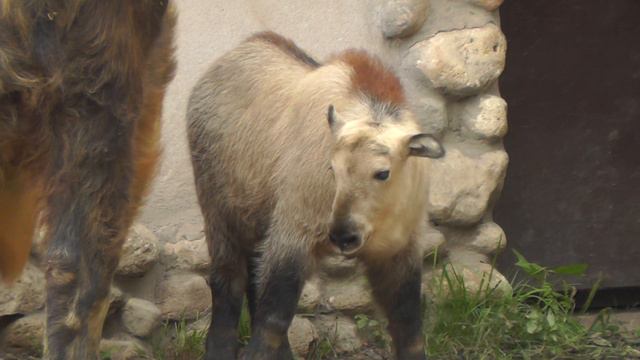 Сычуаньские такины в Московском зоопарке смотреть онлайн