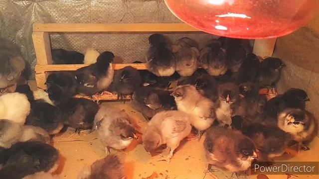 ?Цыплята с первых дней, чем поить и кормить?//Подстилка для цыплят. смотреть онлайн