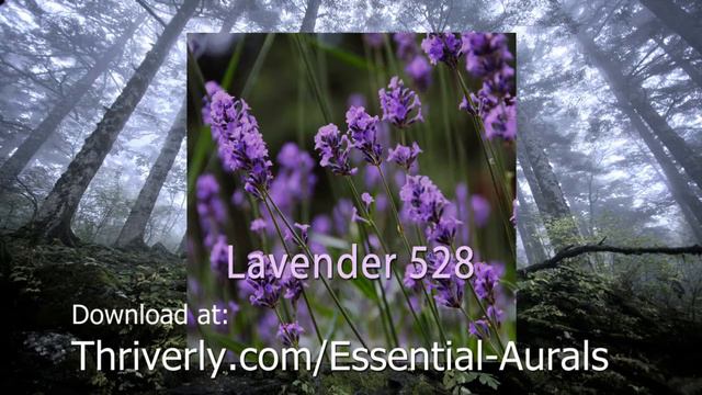 Lavender 528Hz Essential Aurals Meditation by Thriverly смотреть онлайн