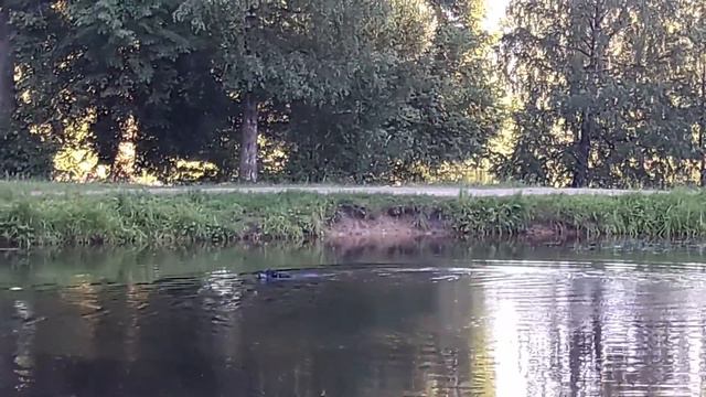 КЛЕВО ПЛАВАЕТ СОБАКА )) смотреть онлайн