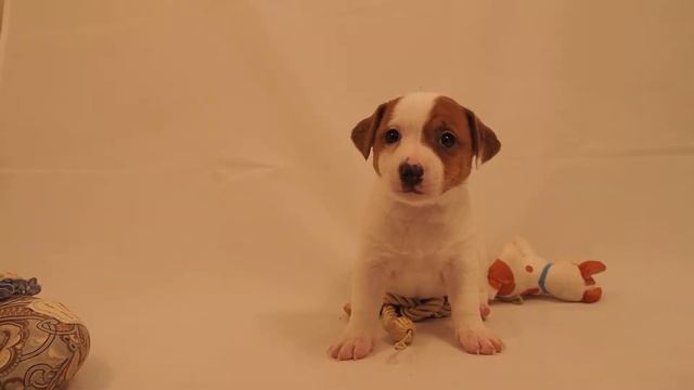 Цилли. Джек рассел терьер смотреть онлайн