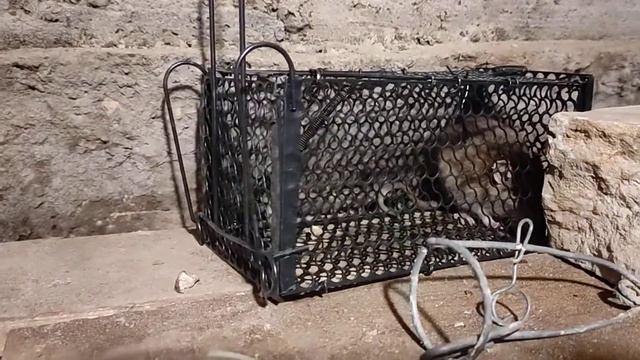 21 Крыса попалась! смотреть онлайн