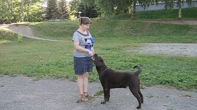 Занятия по выставочной подготовке-5, г.В.Луки, 4.08.11 смотреть онлайн