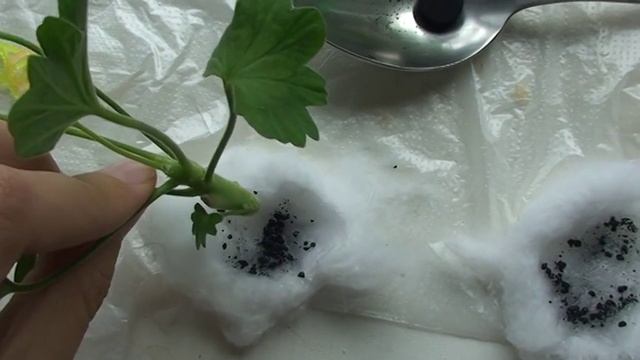 Готовим черенки к пересылке смотреть онлайн