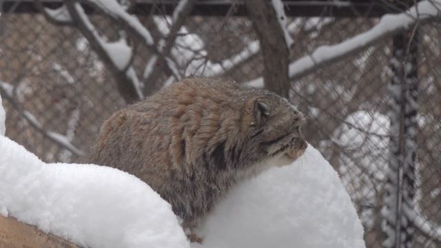 Манул Зеленогорск мяукает. 28.01.2023 смотреть онлайн