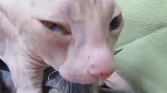 мурлыкают котята Счастье есть - его не может не быть Sfinks Сфинкс смотреть онлайн