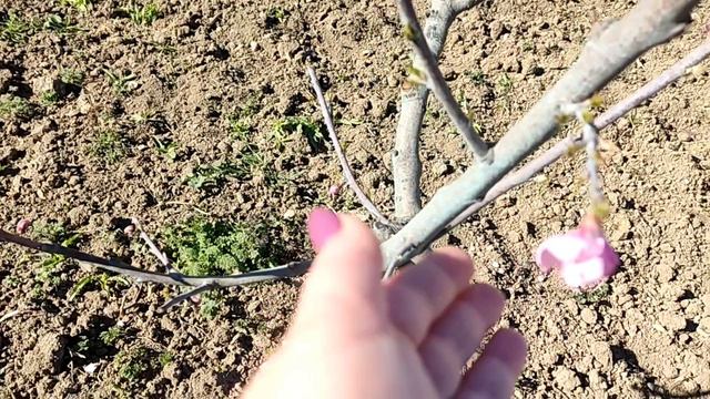 Весна вступила в свои права. 🌷 смотреть онлайн