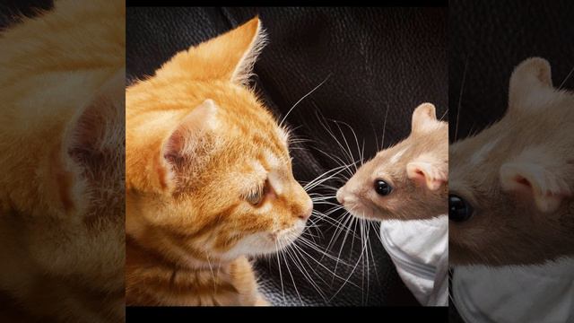 Михалков - Кошки-мышки смотреть онлайн