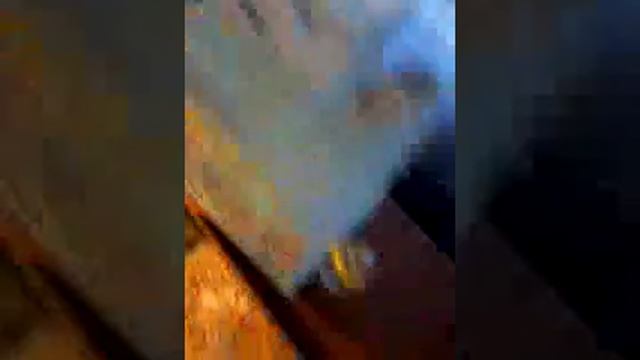 Дрессировка хомяков смотреть онлайн