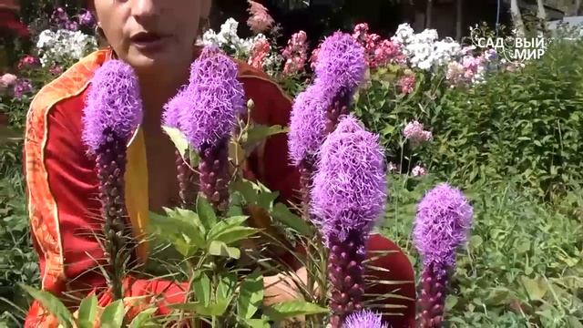 Неприхотливые цветы. Лиатрис. Сайт 