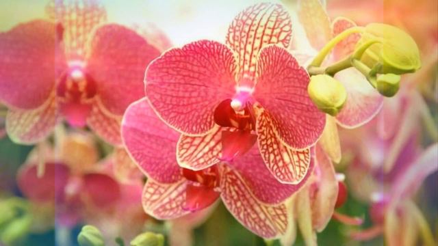 Красивые орхидеи!!!! смотреть онлайн
