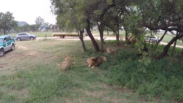 South Africa. Johannesburg. Leon Park   // Южная Африка. Йоханнесбург. Львиный заповедник