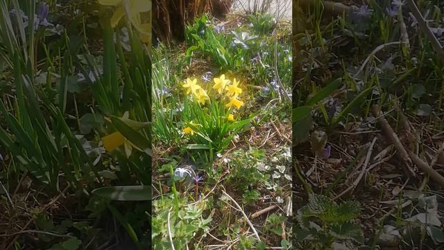 #Весна.  Зацветают декоративные кустарники, нарциссы, сциллы,...