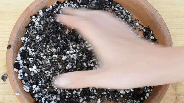 Trasplante de la suculenta Echeveria elegans смотреть онлайн