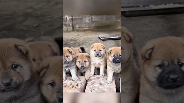 Поздравляю, вы снова психически здоровы смотреть онлайн