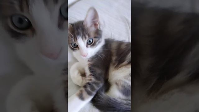 16.06.2023. Котёнок Сэм на кровати. 2/ Kitten Sam on the bed/ El gatito Sam en la cama смотреть онлайн