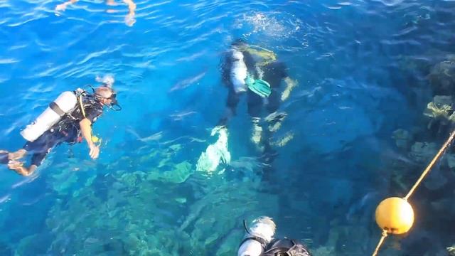 Дайвинг непосредственно в отеле Sultan Gardens Resort 5*. Египет, Шарм-эль-Шейх смотреть онлайн