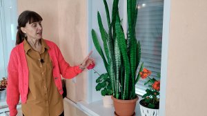 ОТВЕЧАЮ НА ЧАСТЫЕ ВОПРОСЫ! Как быстро вырастить сансевиерию? Что делать - вянут листья? и мн.др.