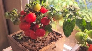 Результат выращивания мини томатов на подоконнике.