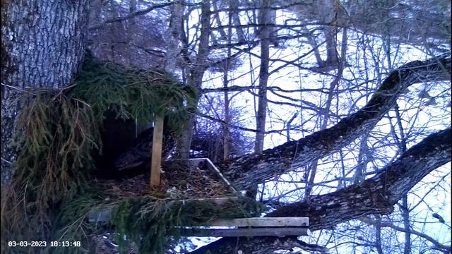 Eagle Owl Visits Nest ? 03/03/23 18:10 смотреть онлайн