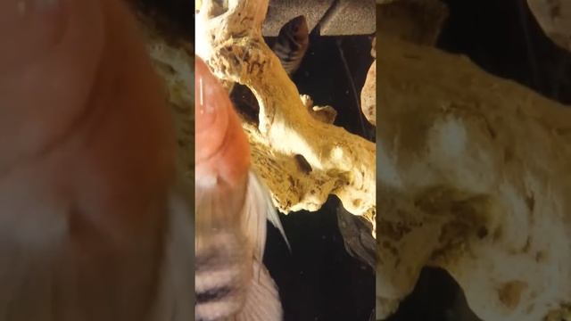 Hybrid Convict X Sajica Cichlid смотреть онлайн