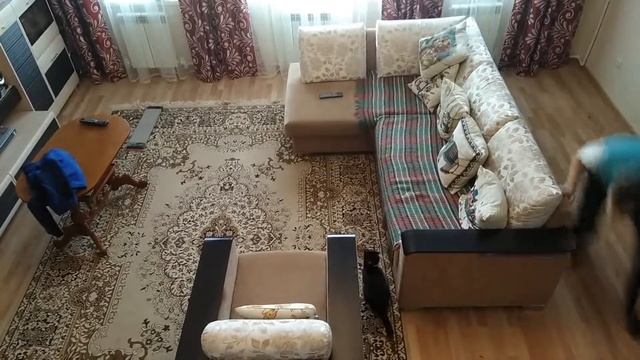 Кошачьи игры смотреть онлайн