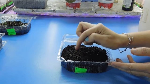 ???БУДДЛЕЯ ДАВИДА ! КАК ВЫРАСТИТЬ РАССАДУ ИЗ СЕМЯН ! смотреть онлайн