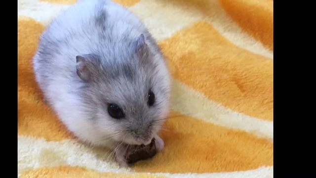 Топ 10 фактов о хомяках ! ? смотреть онлайн