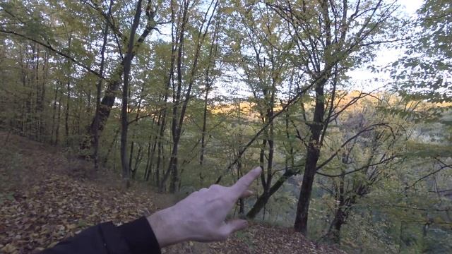 Прогулка в Сырецкий Дендропарк. Liriodendron Tulipifera и еще кое-что) 17 октября смотреть онлайн