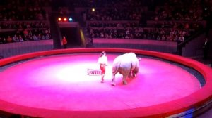 ЦИРК  БОЛЬШИХ ЗВЕРЕЙ " Сафари шоу"  ДАША катается на ВЕРБЛЮДЕ  ЦИРК ДЛЯ ДЕТЕЙ