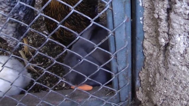 Мини зоопарк - Отель Gloria Golf Resort 5* (Турция, Белек) смотреть онлайн