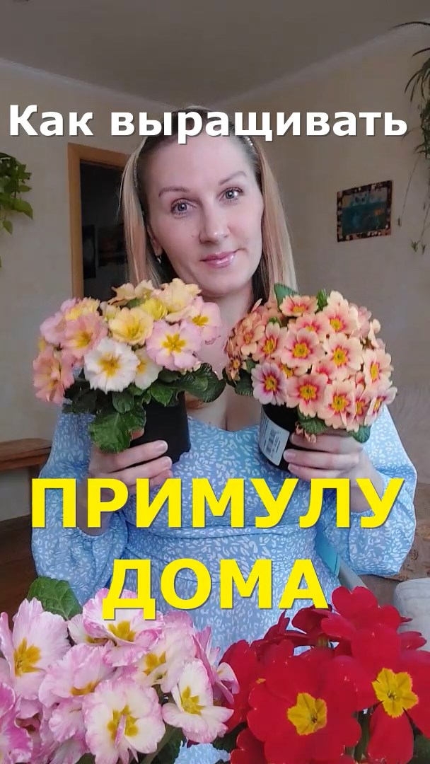 как выращивать примулу дома смотреть онлайн