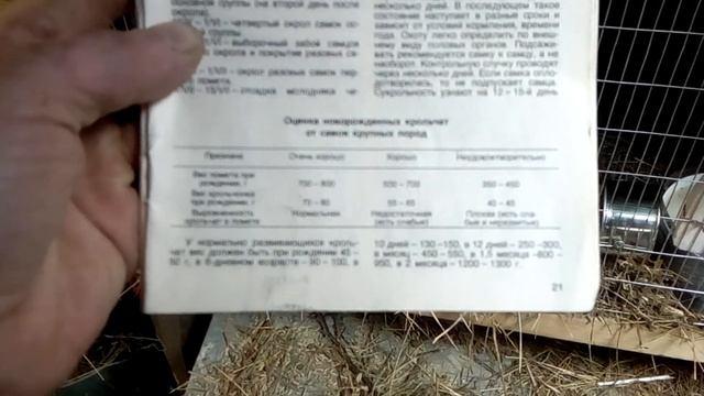 ОТКОРМ КРОЛЬЧАТ ИЛИ))) СКОЛЬКО ДОЛЖЕН ВЕСИТЬ ВАШ КРОЛЬЧЕНОК???? Я ВАМ СКАЖУ!!! смотреть онлайн