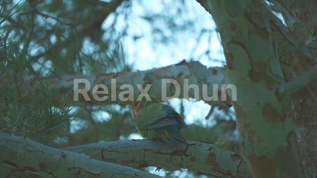 nice relaxing music l study sleep music ll #relaxdhun смотреть онлайн