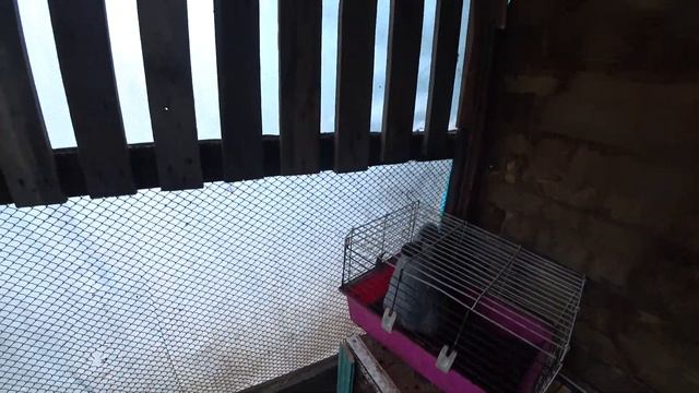 Крыса сьела крольчат смотреть онлайн