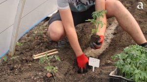 ВЫСАЖИВАЙТЕ ТОМАТЫ ТОЛЬКО ТАК!   СЕМЕНА АЛТАЯ